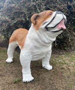 Large British Bulldog in Brown & White