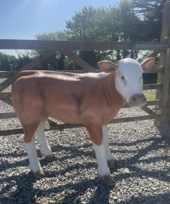 Large Brown & White Calf