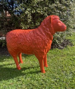Sheep in Orange