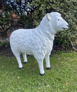 Sheep in White