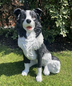 Sitting Border Collie Dog