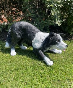 Laying Border Collie Dog