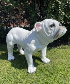 Original British Bulldog in White