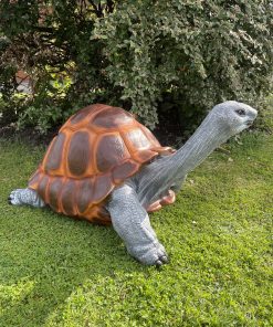 Tortoise Very Large in Colour