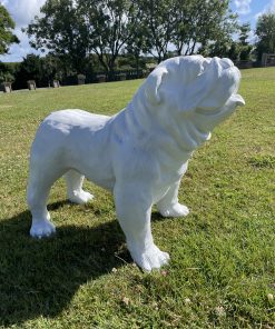 Large British Bulldog in White
