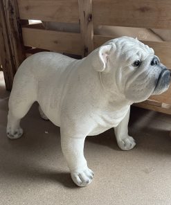 White British Bulldog