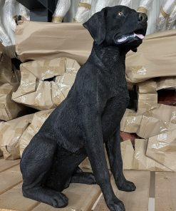 Black Labrador