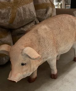 Pig