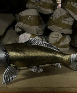 Koi Carp - Gold and Silver