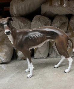 Greyhound - Brown and White